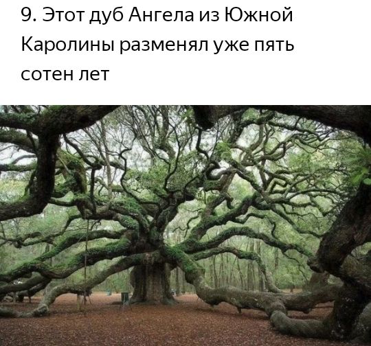 9 Этот дуб Ангела из Южной Каролины разменял уже пя ь сотен лет