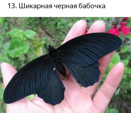 13 Шикарная черная бабочка