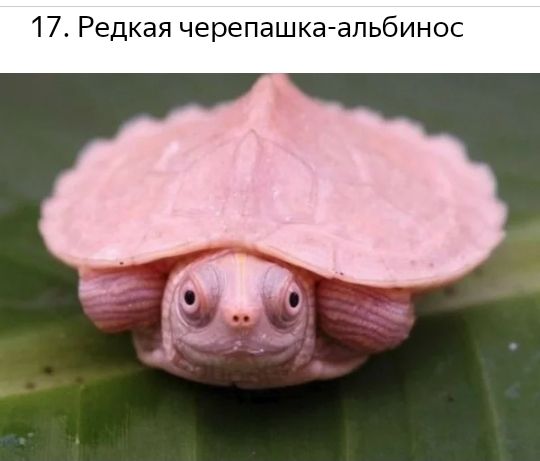 17 Редкая черепашка апьбинос