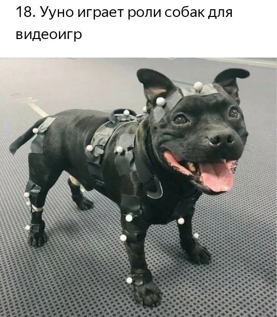 18 Ууно играет ропи собак дпя видеоигр