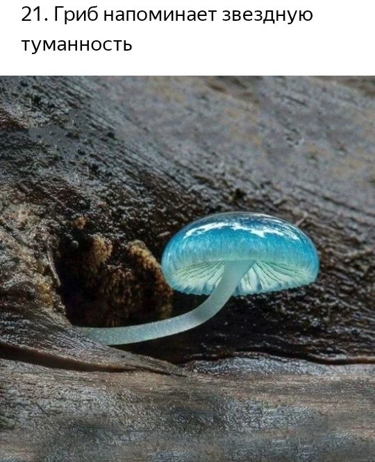 21 Гриб напоминает звездную туманность