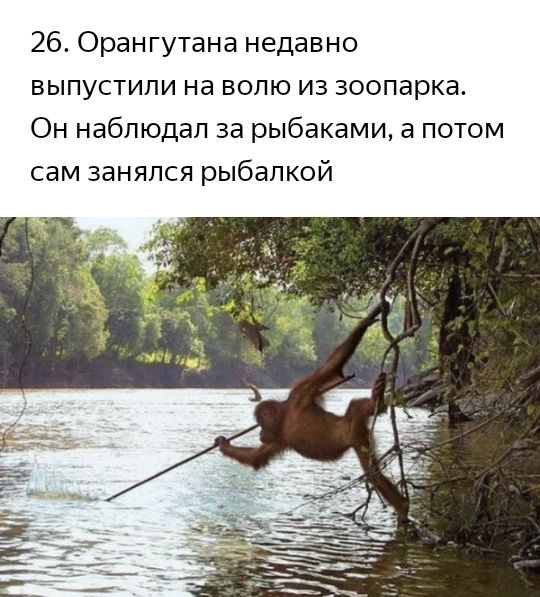 26 Орангутана недавно выпустили на волю из зоопарка Он наблюдал за рыбаками а потом сам занялся рыбалкой