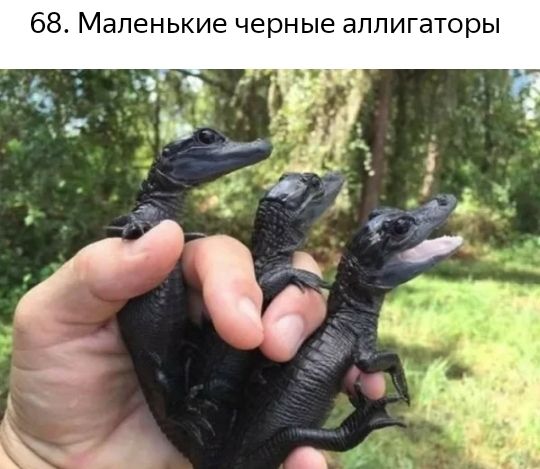 68 Маленькие черные аплигаторы