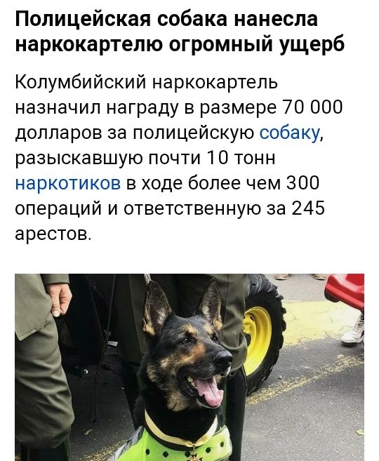 Полицейская собака нанесла наркокартепю огромный ущерб Колумбийский наркокартель назначил награду в размере 70 000 долларов за полицейскую собаку разыскавшую почти 10 тонн наркотиков в ходе более чем 300 операций и ответственную за 245 арестов