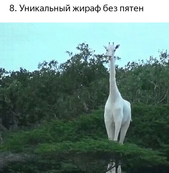 8 Уникальный жираф без пятен