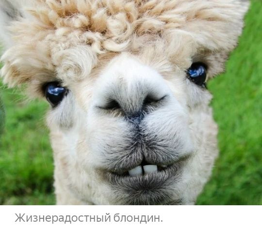 Жизнерадостный блондин