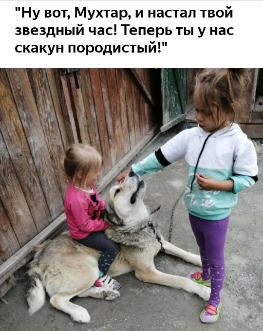 Ну вот Мухтар и настал твой звездный час Теперь ты у нас скакун породистый