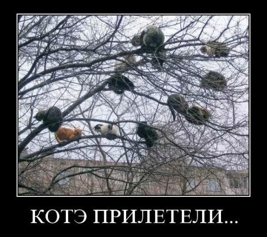 Котэ прилетели...