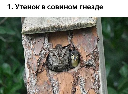 1 Утенок в совином гнезде