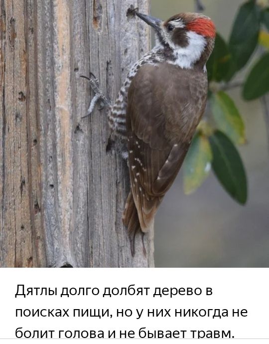 Дятлы долго долбят дерево в поисках пищи но у них никогда не болит голова и не бывает травм