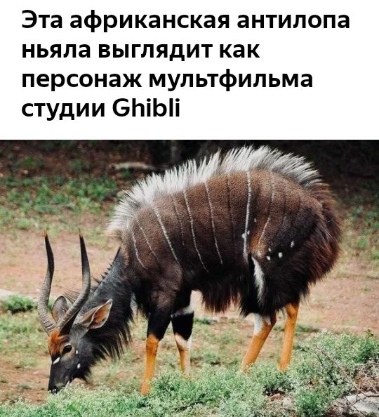 Эта африканская антилопа ньяпа выглядит как персонаж мультфильма студии БЬіЫі