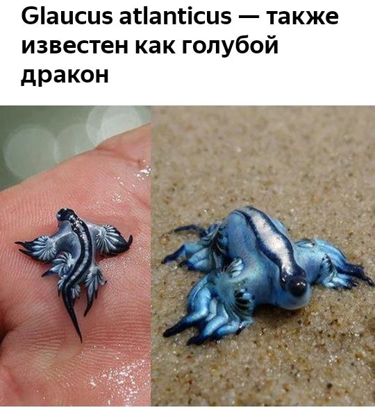 6аиси апатісиз также известен как голубой дракон