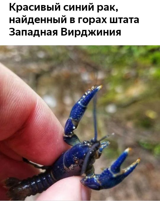 Красивый синий рак найденный в горах штата Западная Вирджиния