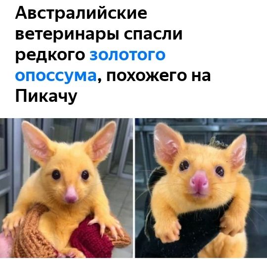 Австралийские ветеринары спасли редкого золотого опоссума похожего на Пикачу