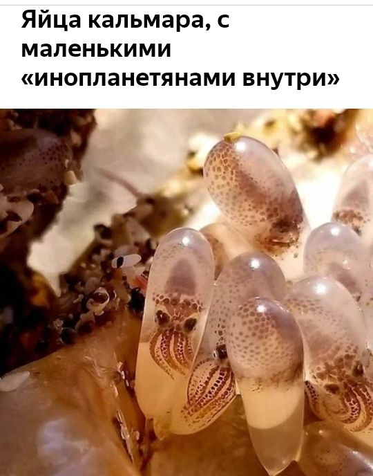 Яйца кальмара с маленькими инопланетянами внутри