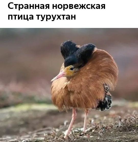 Странная норвежская птица турухтан