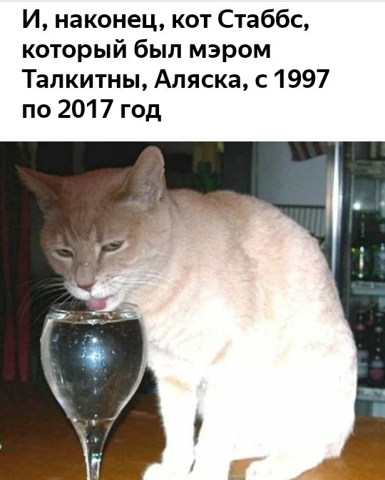 И наконец кот Стаббс который был мэром Талкитны Аляска с 1997 по 2017 год