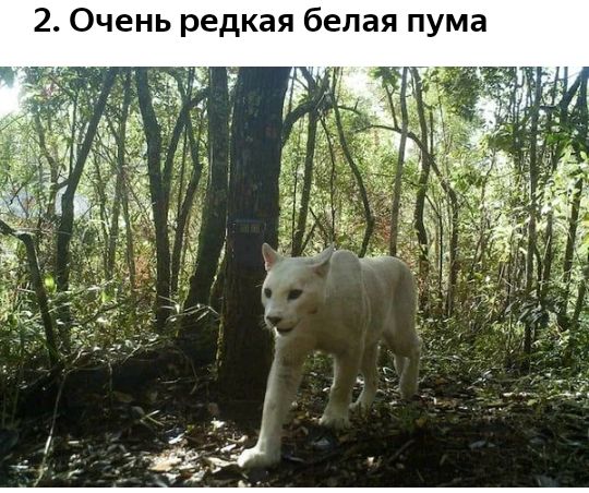 2 Очень редкая белая пума