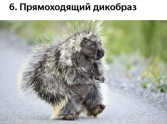 6 Прямоходящий дикобраз