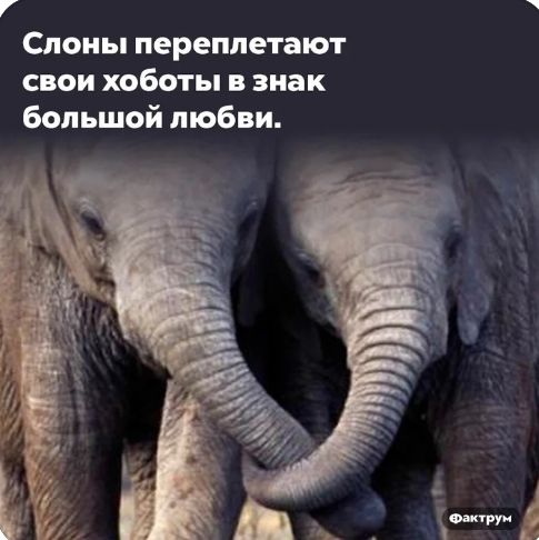Слоны переплетают свои хоботы в знак большой любви