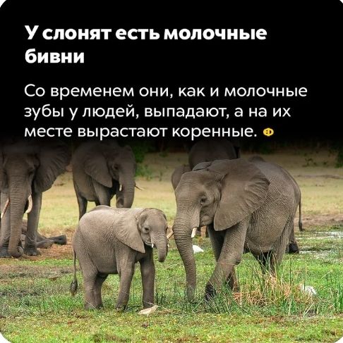 У слоият есть молочные бивни Со временем они как и молочные зубы у людей выпадают а на их месте вырастают коренные