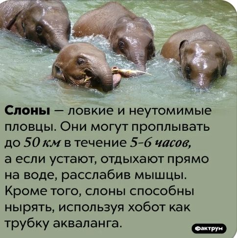 Слоны ловкие и неутомимые пловцы Они могут проплывать до 50 км в течение 56 чате а если устают отдыхают прямо на воде расслабив мышцы Кроме того слоны способны нырять используя хобот как трубку акваланга