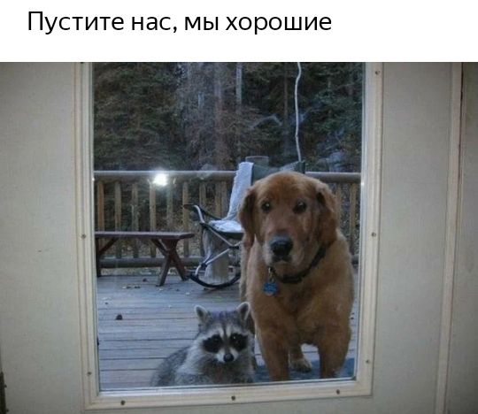 Пустите нас МЫ Хорошие і 1