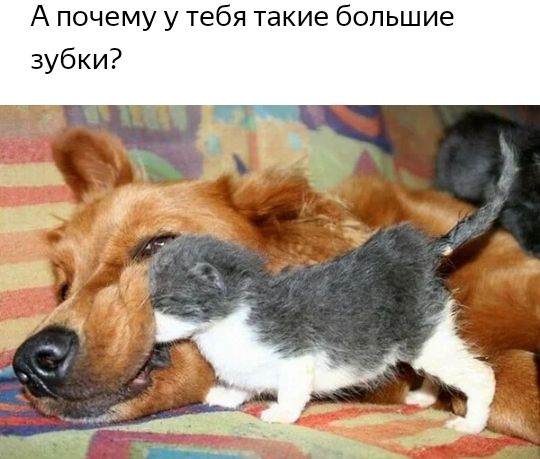 А почему у тебя такие большие зубки
