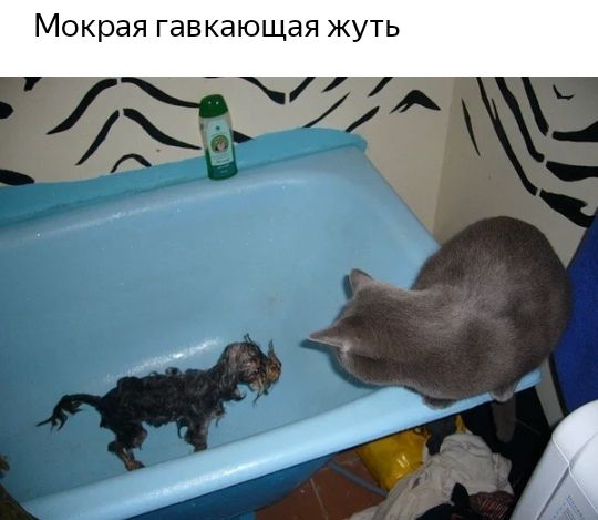 Мокрая гавкающая жуть