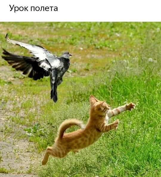 Урок полета