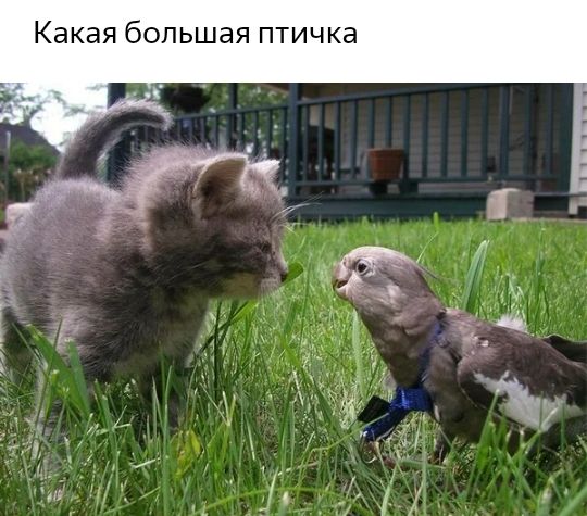 Какая большая птичка