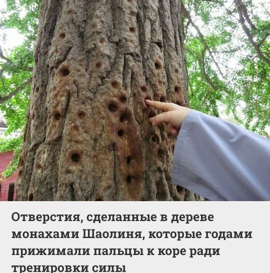 Отверстия сделанные в дереве монахами Шаолиня которые годами прижимапи пальцы к коре ради повки сипы