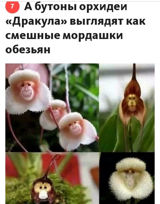 А бутоны орхидеи дракула выглядят как смешные мордашки обезьян