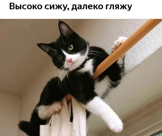 Высоко сижу, далеко гляжу