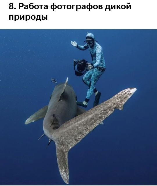 8 Работа фотографов дикой природы дд