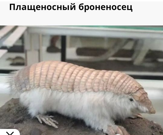 Плащеносный броненосец 7