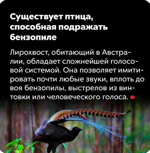 Существует птица способная подражать бензопипе Лирохвосг обитающий в Авсгра пии обладает сложнейшей голосо вой системой Она позволяет имити ровать почти любые звуки вплоть до 305 бензопилы БЫСТРЕПОВ ИЗ ВИН ТОВКИ ИПИ человеческого голоса