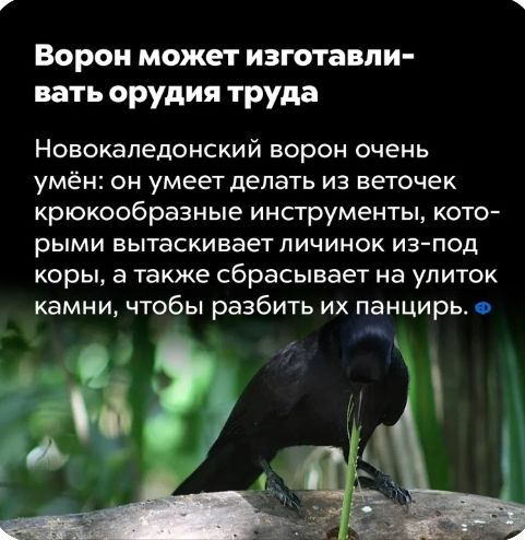 Ворон может изготавли вать орудия труда Новокапедонский ворон очень умён он умеет делать из веточек крюкообразные ИНСТруМеНТЫ КОТО рЫМИ вытаскивает ПИЧИНОК ИЗ ПОД коры а также сбрасывает на улиток камни чтобы разбить их панцирь