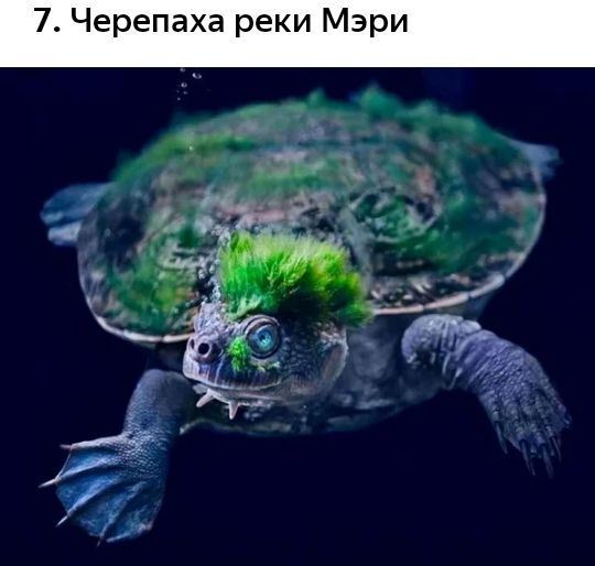 7 Черепаха реки Мэри