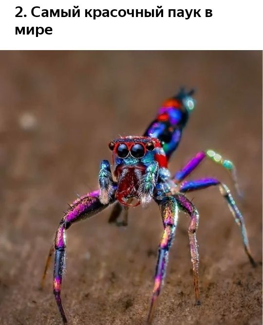 2 Самый красочный паук в мире