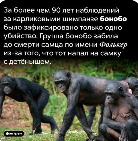 г 1 За более чем 90 лет наблюдений за карликовыми шимпанзе боиобо было зафиксировано только одно убийство Группа бонобо забила до смерти самца по имени Фальк гр изза того что тот напал на самку с детёнышем