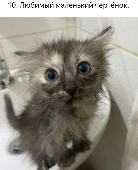 10 Любимый маленький чертёнок
