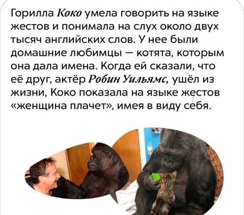Горилпа Кока умела говорить на языке жестов и понимала на слух около двух тысяч английских слов У нее были домашние любимцы котята которым она дала имена Когда ей сказали что её друг актёр Робин Уилли ушёл из жизни Коко показала на языке жестов женщина плачет имея в виду себя