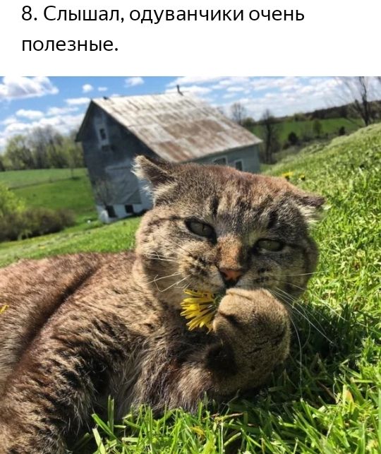 8 Слышал одуванчики очень полезные