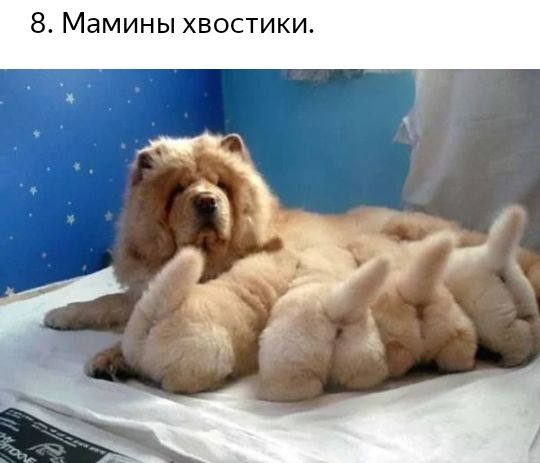 8 Мамины хвостики _