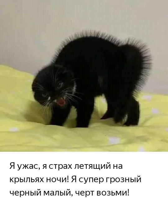 Я ужас я страх летящий на крыльях ночи Я супер грозный черный малый черт возьми
