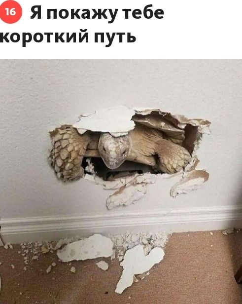 Я покажу тебе короткий путь