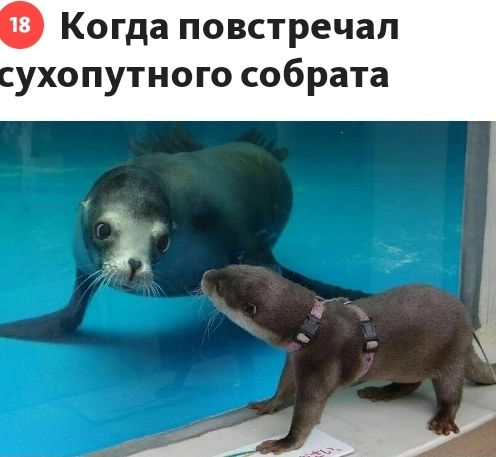 Когда повстречал ухопутного собрата