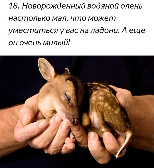 18 Новорожденный водяной олень настолько мал что может УМеСГПЦіПЬСЯ у ВЭС на ладони А еще он очень милый