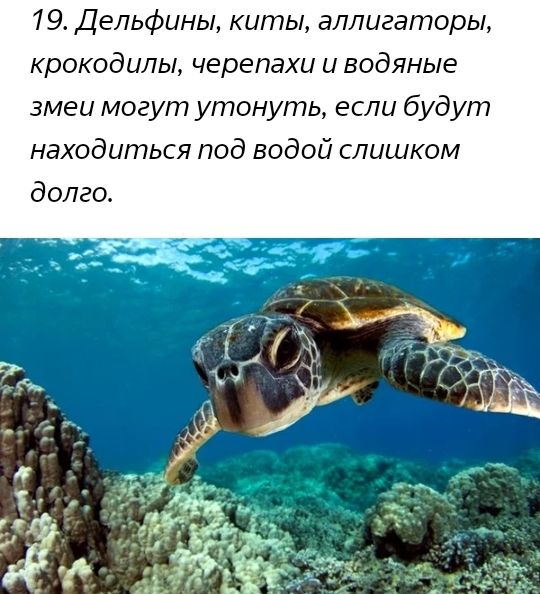 19 Дельфины киты аллигаторы крокодилы черепахи и водяные змеи могут утонуть если будут находиться под водой слишком